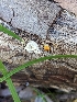  ( - HAY-F-002152)  @11 [ ] by-nc (2023) Stu Pickell Fungal Diversity Survey