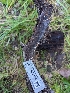  ( - HAY-F-002165)  @11 [ ] by-nc (2023) Stu Pickell Fungal Diversity Survey