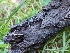  ( - HAY-F-002165)  @11 [ ] by-nc (2023) Stu Pickell Fungal Diversity Survey
