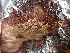  ( - HAY-F-001935)  @11 [ ] by-nc (2023) Sadie Hickey Fungal Diversity Survey