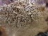  ( - HAY-F-001935)  @11 [ ] by-nc (2023) Sadie Hickey Fungal Diversity Survey