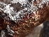  ( - HAY-F-001935)  @11 [ ] by-nc (2023) Sadie Hickey Fungal Diversity Survey