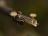  ( - HAY-F-002053)  @11 [ ] by-nc (2023) Stu Pickell Fungal Diversity Survey