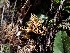  (Phaeoclavulina sp. curta-CA01 - HAY-F-000953)  @11 [ ] by-nc (2023) Sadie Hickey Fungal Diversity Survey