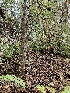  ( - HAY-F-000725)  @11 [ ] by (2023) Mandy Hackney Fungal Diversity Survey