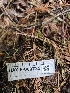  ( - HAY-F-000725)  @11 [ ] by (2023) Mandy Hackney Fungal Diversity Survey
