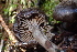  ( - HAY-F-000438)  @11 [ ] cc-by-nc (2023) Damon Tighe FunDiS