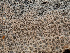  ( - HAY-F-002155)  @11 [ ] by-nc (2023) Stu Pickell Fungal Diversity Survey