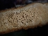  ( - HAY-F-000958)  @11 [ ] by-nc (2023) Sadie Hickey Fungal Diversity Survey