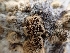  ( - HAY-F-000958)  @11 [ ] by-nc (2023) Sadie Hickey Fungal Diversity Survey