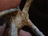  ( - HAY-F-000958)  @11 [ ] by-nc (2023) Sadie Hickey Fungal Diversity Survey