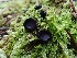  ( - HAY-F-000962)  @11 [ ] by-nc (2023) Sadie Hickey Fungal Diversity Survey