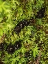  ( - HAY-F-000962)  @11 [ ] by-nc (2023) Sadie Hickey Fungal Diversity Survey