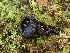  ( - HAY-F-000962)  @11 [ ] by-nc (2023) Sadie Hickey Fungal Diversity Survey