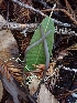  (Clavaria neonigrita - HAY-F-000968)  @11 [ ] by-nc (2023) Sadie Hickey Fungal Diversity Survey