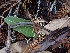  ( - HAY-F-000968)  @11 [ ] by-nc (2023) Sadie Hickey Fungal Diversity Survey