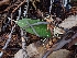 ( - HAY-F-000968)  @11 [ ] by-nc (2023) Sadie Hickey Fungal Diversity Survey