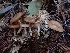  ( - HAY-F-000952)  @11 [ ] by-nc (2023) Sadie Hickey Fungal Diversity Survey