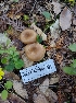  ( - HAY-F-000952)  @11 [ ] by-nc (2023) Sadie Hickey Fungal Diversity Survey