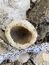  ( - HAY-F-001598)  @11 [ ] by-nc (2023) Bat Vardeh Fungal Diversity Survey