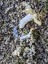  ( - HAY-F-001576)  @11 [ ] by-nc (2023) Bat Vardeh Fungal Diversity Survey
