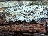  ( - HAY-F-002167)  @11 [ ] by-nc (2023) Stu Pickell Fungal Diversity Survey