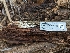  ( - HAY-F-002167)  @11 [ ] by-nc (2023) Stu Pickell Fungal Diversity Survey