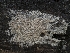  ( - HAY-F-002155)  @11 [ ] by-nc (2023) Stu Pickell Fungal Diversity Survey