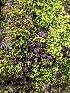  (Enchylium sp. CA01 - HAY-F-004868)  @11 [ ] by-nc (2023) Stu Pickell Fungal Diversity Survey