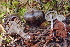  ( - HAY-F-000438)  @11 [ ] cc-by-nc (2023) Damon Tighe FunDiS