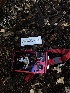  ( - HAY-F-003749)  @11 [ ] by-nc (2023) Dean Lyons Fungal Diversity Survey