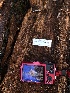  ( - HAY-F-003709)  @11 [ ] by-nc (2023) Dean Lyons Fungal Diversity Survey
