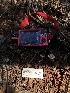  ( - HAY-F-003729)  @11 [ ] by-nc (2023) Dean Lyons Fungal Diversity Survey