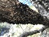  (Capnocybe spongiosa - HAY-F-003070)  @11 [ ] by-nc (2023) Dean Lyons Fungal Diversity Survey