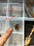  ( - HAY-F-003762)  @11 [ ] by-nc (2023) Dean Lyons Fungal Diversity Survey