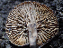  ( - HAY-F-003762)  @11 [ ] by-nc (2023) Dean Lyons Fungal Diversity Survey