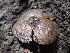  ( - HAY-F-003762)  @11 [ ] by-nc (2023) Dean Lyons Fungal Diversity Survey