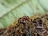  ( - HAY-F-000745)  @11 [ ] by (2023) Mandy Hackney Fungal Diversity Survey