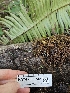  ( - HAY-F-000745)  @11 [ ] by (2023) Mandy Hackney Fungal Diversity Survey