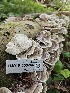  (Botryobasidium sp. CA01 - HAY-F-000766)  @11 [ ] by (2023) Mandy Hackney Fungal Diversity Survey