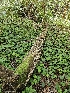  ( - HAY-F-000766)  @11 [ ] by (2023) Mandy Hackney Fungal Diversity Survey