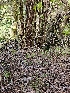  ( - HAY-F-000764)  @11 [ ] by (2023) Mandy Hackney Fungal Diversity Survey