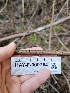  ( - HAY-F-000764)  @11 [ ] by (2023) Mandy Hackney Fungal Diversity Survey