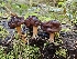  ( - HAY-F-000762)  @11 [ ] by (2023) Mandy Hackney Fungal Diversity Survey
