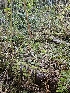  ( - HAY-F-000762)  @11 [ ] by (2023) Mandy Hackney Fungal Diversity Survey