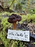  ( - HAY-F-000762)  @11 [ ] by (2023) Mandy Hackney Fungal Diversity Survey