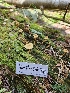  ( - HAY-F-000761)  @11 [ ] by (2023) Mandy Hackney Fungal Diversity Survey