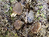  ( - HAY-F-003756)  @11 [ ] by-nc (2023) Dean Lyons Fungal Diversity Survey