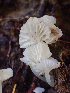  ( - HAY-F-005024)  @11 [ ] by-nc (2023) Dean Lyons Fungal Diversity Survey