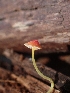  ( - HAY-F-001804)  @11 [ ] by-nc (2023) Sadie Hickey Fungal Diversity Survey